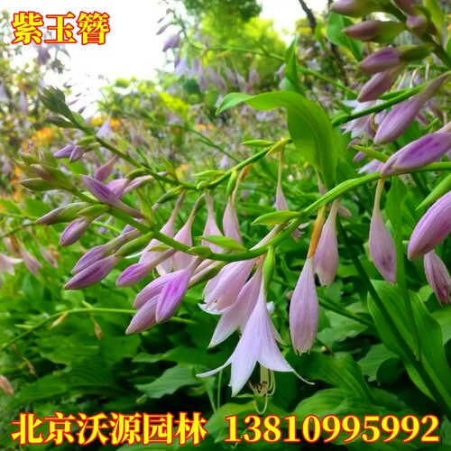 玉簪花庭院绿化地被草花耐寒