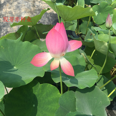 荷花水养盆栽阳台客厅碗莲植物