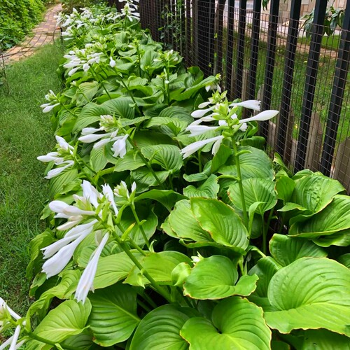 耐寒耐阴地被宿根草花白玉簪