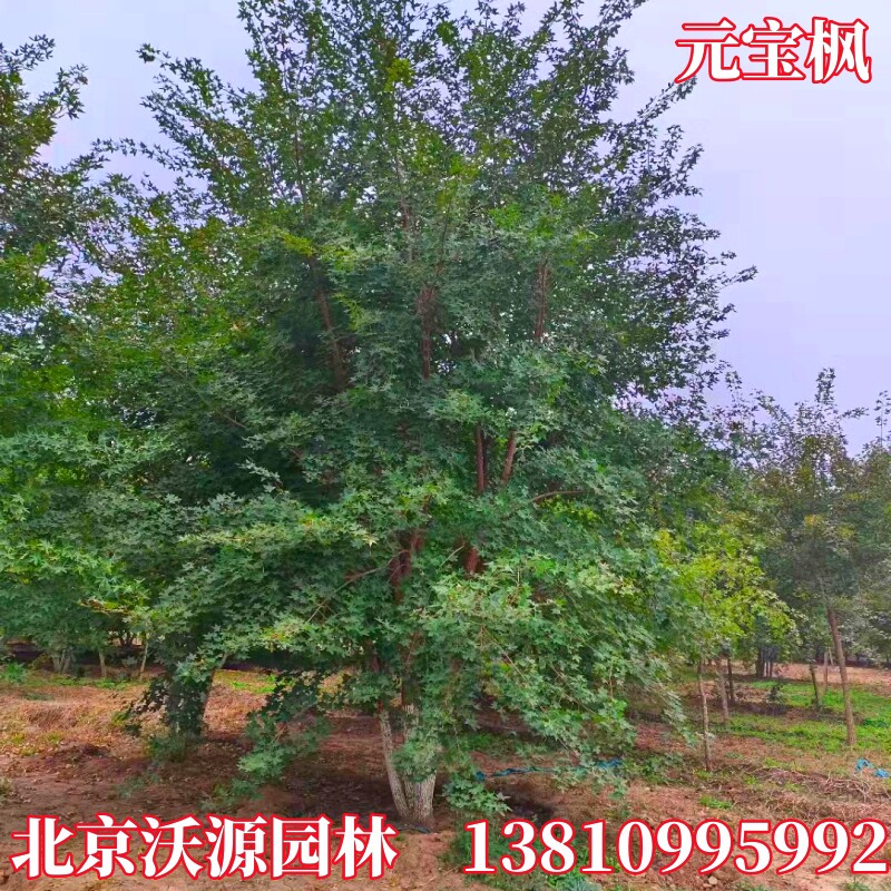 元宝枫树苗北方耐寒园林景观风景树丛生五角枫庭院绿化苗木施工