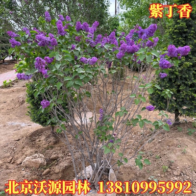 观赏绿植物紫丁香丛生丁香树苗木独杆园林庭院绿化绿化施工耐寒