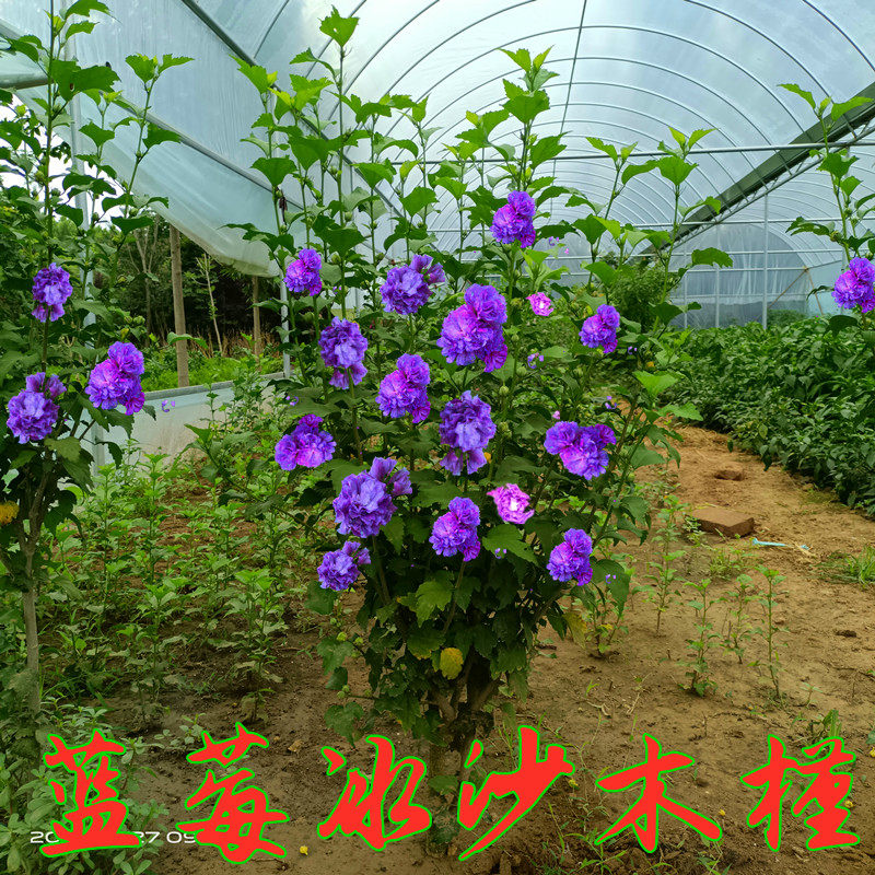 蓝莓冰沙木槿兰花木槿紫玉红花重瓣牡丹木槿法国红酒馆薄荷冰沙