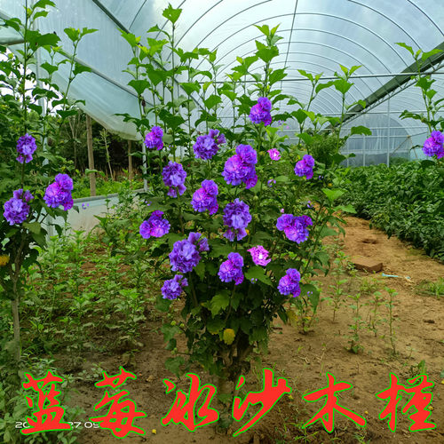蓝莓冰沙木槿重瓣紫花夏开红花
