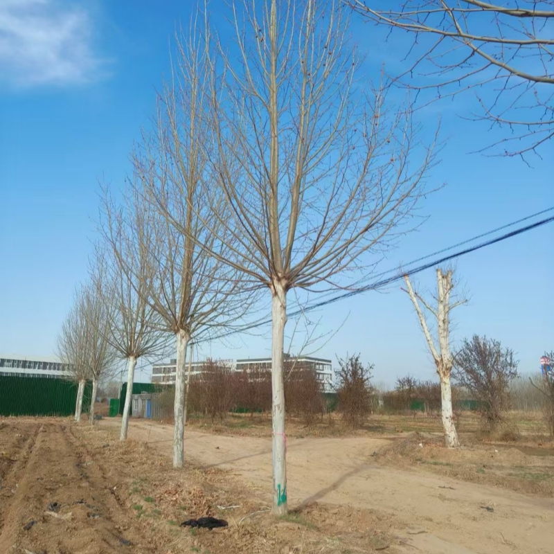法国梧桐树苗速生法桐小苗别名法桐悬铃木青皮梧桐风景树绿化苗木