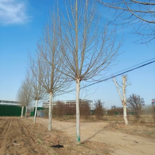 法国梧桐树苗速生法桐小苗别名法桐悬铃木青皮梧桐风景树绿化苗木