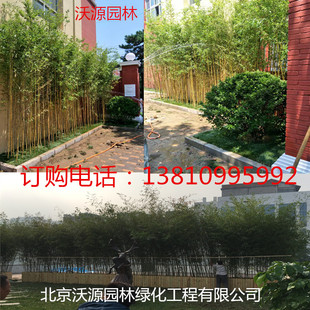 早园竹子苗金镶玉紫竹黄金竹庭院四季青竹罗汉竹阔叶箬竹北方耐寒