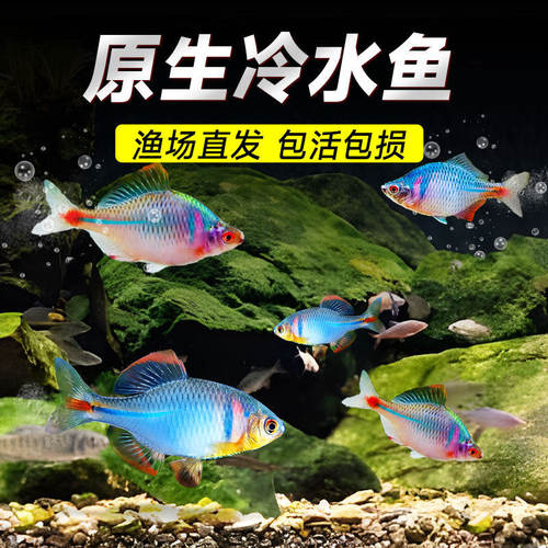 七彩鳑鲏鱼苗观赏鱼冷水鱼淡水