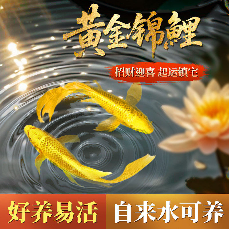 黄金锦鲤活鱼观赏鱼金鱼好养耐活冷水鱼淡水鱼苗原生招财发财鱼