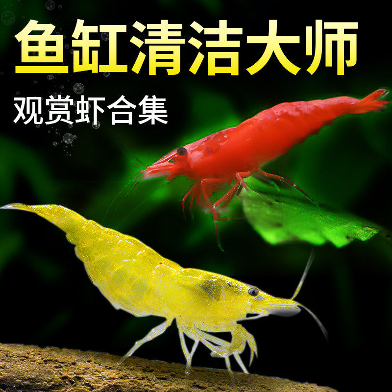 黑壳虾除藻虾观赏虾鱼缸活体清洁除藻工具淡水观赏鱼虾水晶虾