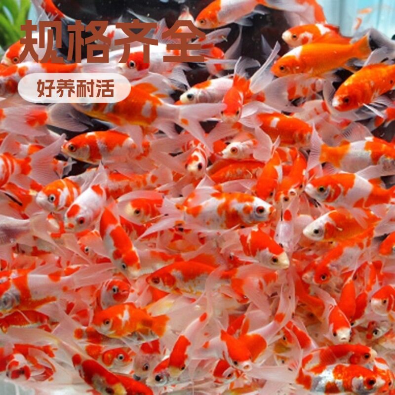 观赏鱼活鱼冷水鱼小型淡水鱼红白锦鲫鱼活体耐低温锦鲤小鱼鱼缸