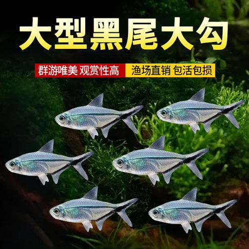 黑尾大勾鱼观赏鱼好养耐活自来水热带鱼小型群游草缸淡水鱼灯科鱼