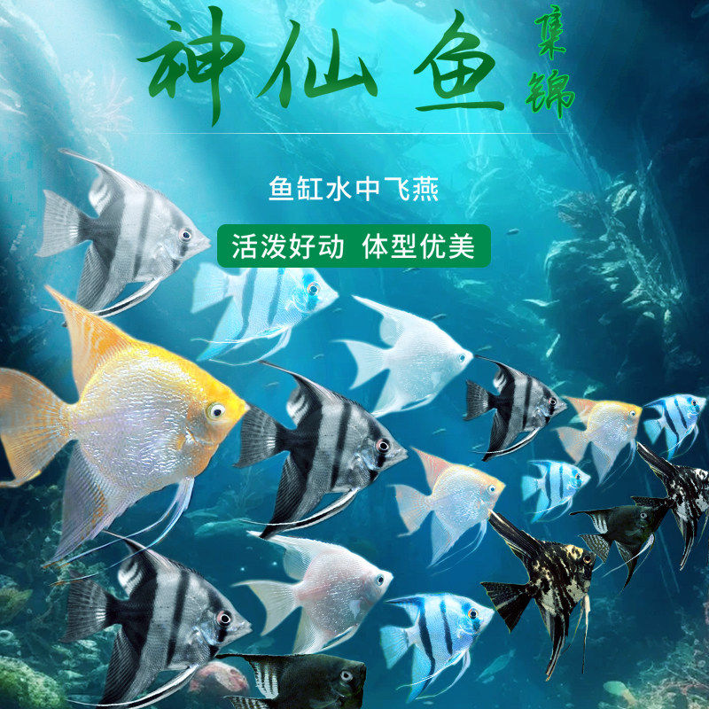 鱼苗观赏鱼七彩神仙鱼热带大型