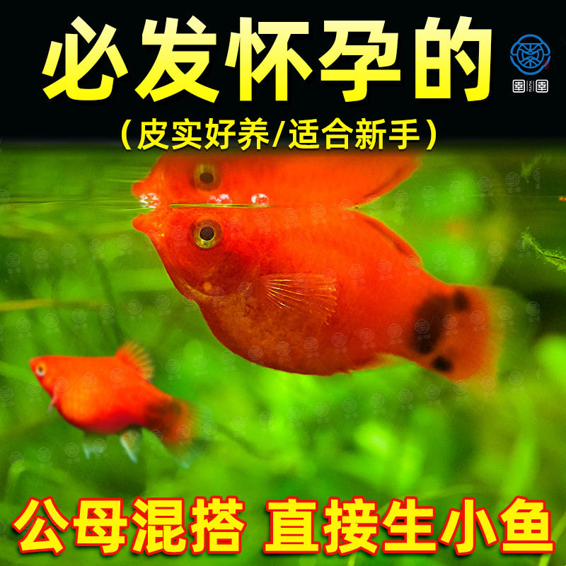 鱼胎生鱼月光鱼观赏鱼小型热带鱼生小鱼玛丽鱼苗皮球好养耐活