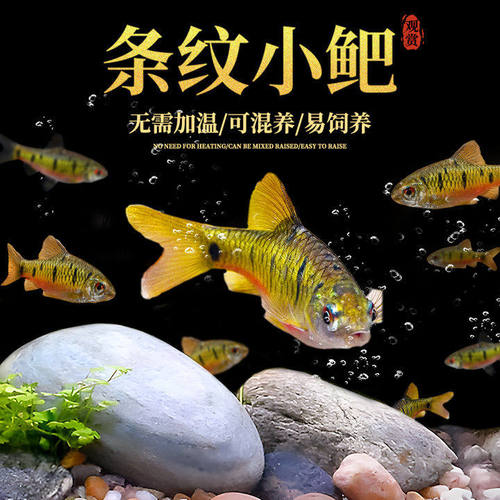 冷水鱼苗观赏鱼耐活条纹小鲃活鱼鳑鲏鱼溪流鱼淡水好养群游小型鱼