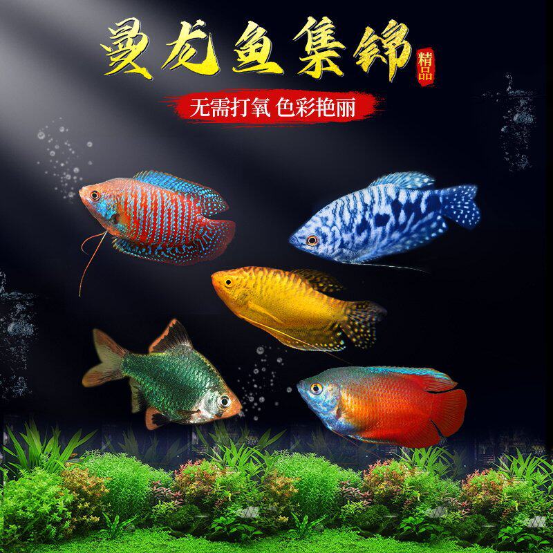 曼龙鱼热带观赏鱼好养耐活淡水鱼苗小型活鱼五彩丽丽鱼珍珠马甲鱼