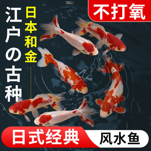 金鱼活鱼和金冷水淡水纯种观赏鱼好养耐活自来养不打氧死生命力强