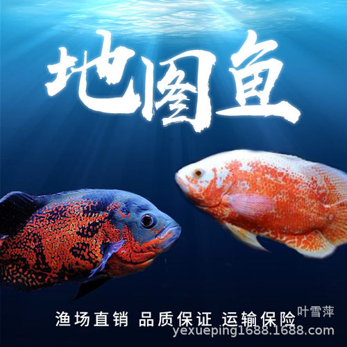地图鱼白黑中大型热带淡水观赏鱼