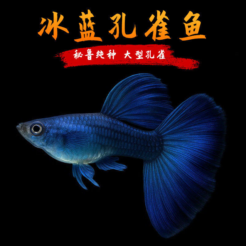 冰蓝孔雀鱼活鱼精品纯种大尾巴