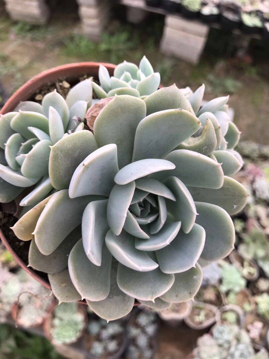 鲁氏石莲花群生多头老桩多肉植物防辐射盆栽花卉批量销售一物一拍