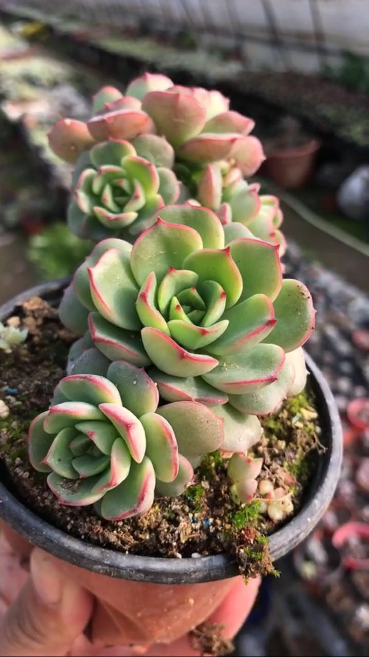 一物一拍多肉植物 艾格尼斯艾格尼丝玫瑰群生 老桩整群  大棚直销