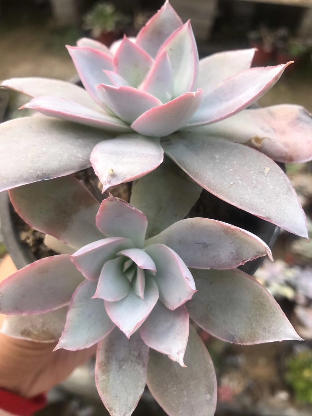 广寒宫多肉植物三仙 粗桩老桩多头基地直供盆栽植物阳台 一物一拍