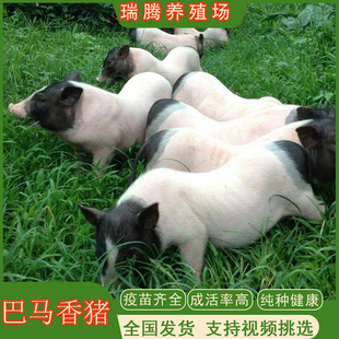 纯种巴马香猪活苗 巴马香猪仔 巴马香猪幼崽小香猪成年香猪活体