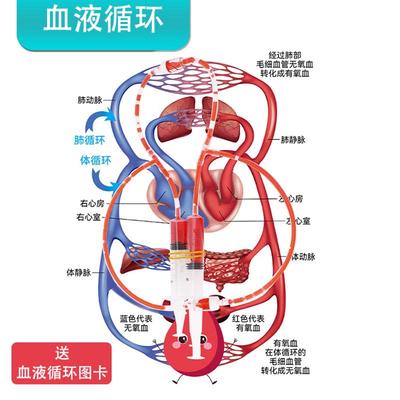 人体血液循环系统模型 diy科技小制作stem科学实验教具创客材料包