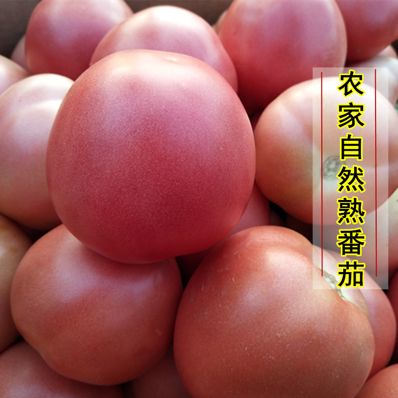 山东农家时令番茄水果现摘沙瓤