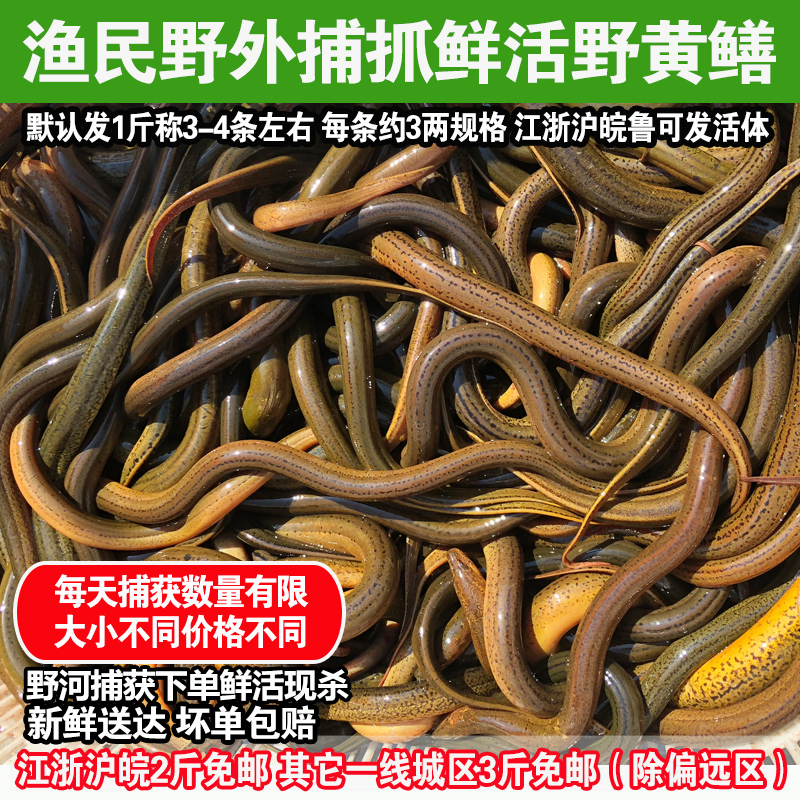 【正宗土黄鳝】野外捕获鲜活体鳝鱼长鱼食用部分城市可发活体500g