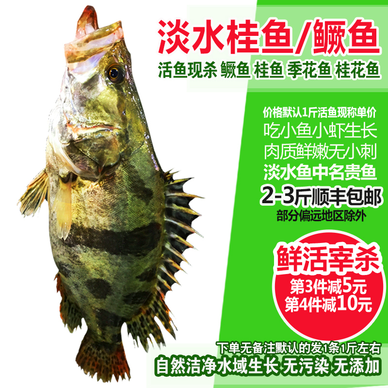 淡水鱼鲜活现杀整条桂鱼鳜鱼