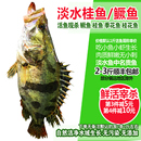 淡水鱼桂鱼鲜活体现杀新鲜鳜鱼渔民捕获桂花鱼季 花鳌花鱼生鲜水产
