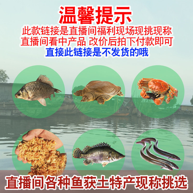 直播现称现拍 各种淡水鱼获实物直播间现称现拍鲜活宰杀 一物一拍