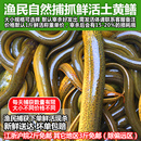 苏北鲜活黄鳝鱼现杀活体长鱼鳝鱼营养食用生鲜水产 正宗土黄鳝