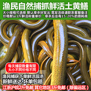 【正宗土黄鳝】苏北鲜活黄鳝鱼现杀活体长鱼鳝鱼营养食用生鲜水产