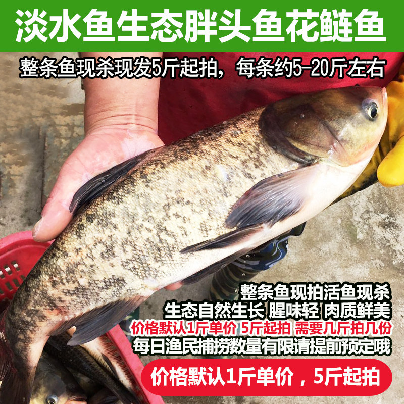 淡水鱼胖头鱼新鲜鲜活鱼现杀鳙鱼500g生态花鲢鱼整条5斤起拍顺丰