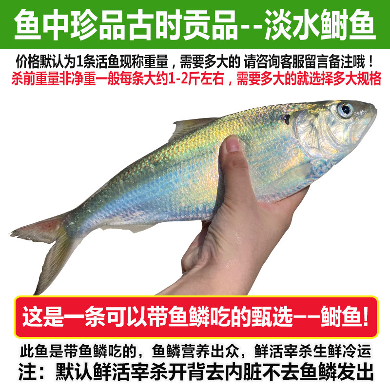 【现货】鱼中珍品清水鲥鱼鲜活现杀水产淡水鱼1条现捕现发新鲜