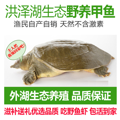 外湖野养生态大甲鱼老鳖营养丰富