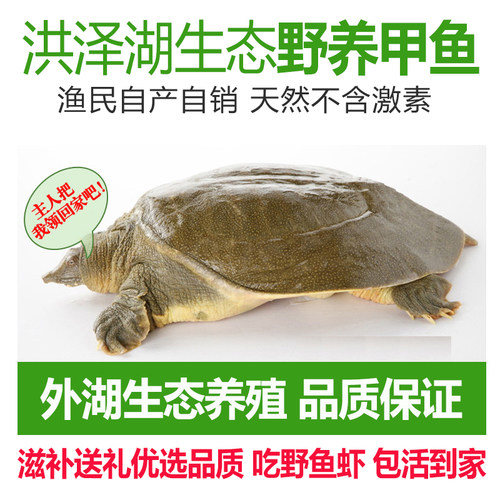 外湖鲜活甲鱼公2斤1kg
