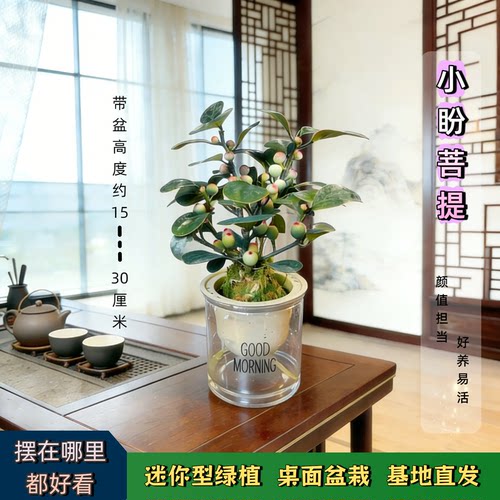 小盼菩提树禅意室内好养盆栽