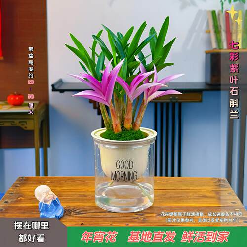 花幸兰艺七彩石斛兰室内外带红芽