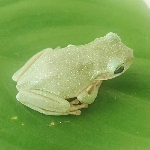 姥爷树蛙雪花暴雪老爷玻璃牛奶黄金角蛙霸王波子小丑非洲牛苔藓蛙