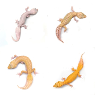 豹纹守宫苗成体公母蜥蜴苗入门宠物爬宠爬虫新手蜥蜴活体入门睫角