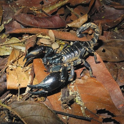 亚洲宠物蝎子雨林蝎大黑蝎子温顺宠物蝎公母繁殖组包活爬宠异宠