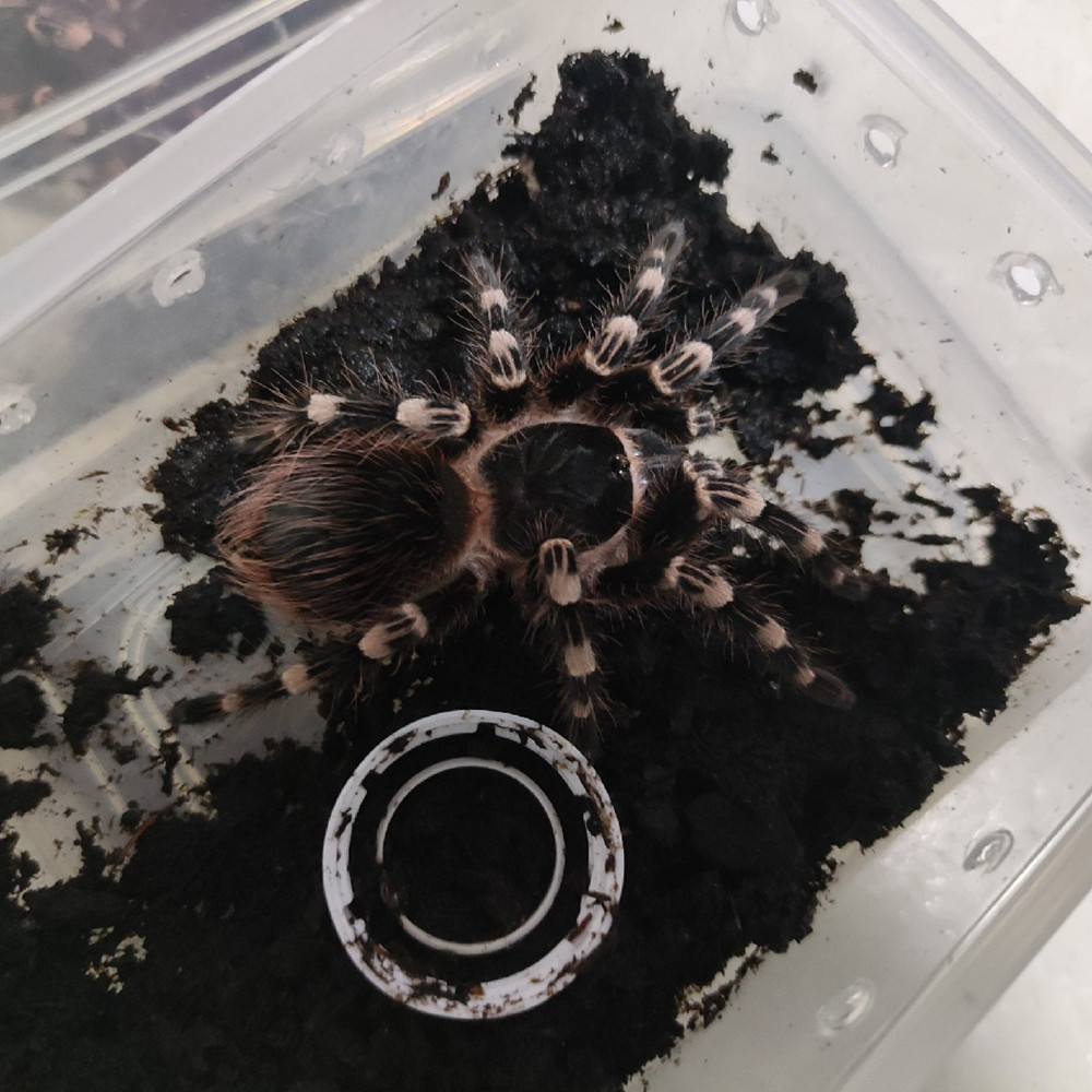 巴西白膝头蜘蛛宠物另海格力斯巨人橙蓝腿铁锈红皇帝多哥星团巴布