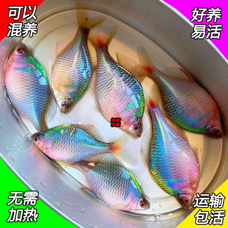 鳑鲏鱼高体冷水鱼原生鱼淡水观赏群游耐寒溪流鱼清洁鱼除藻共生鱼