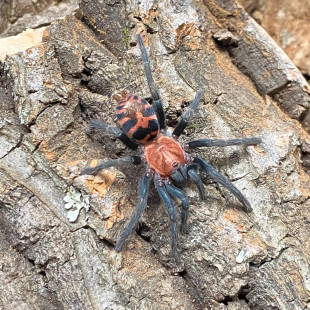 哥斯达黎加老虎尾蜘蛛宠物另有巴西所罗门斑马脚橙巴布海格力斯