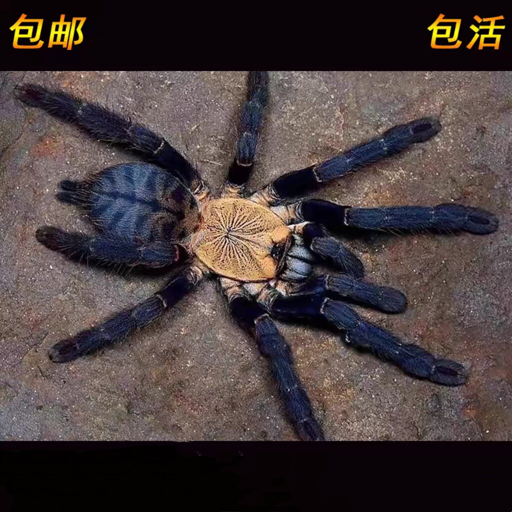印尼金背地老虎蜘蛛宠物另海格力斯巨人橙蓝腿铁锈红多哥星团巴布