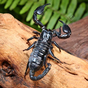 亚洲宠物蝎子雨林蝎大黑蝎子温顺宠物蝎公母繁殖组包活爬宠异宠