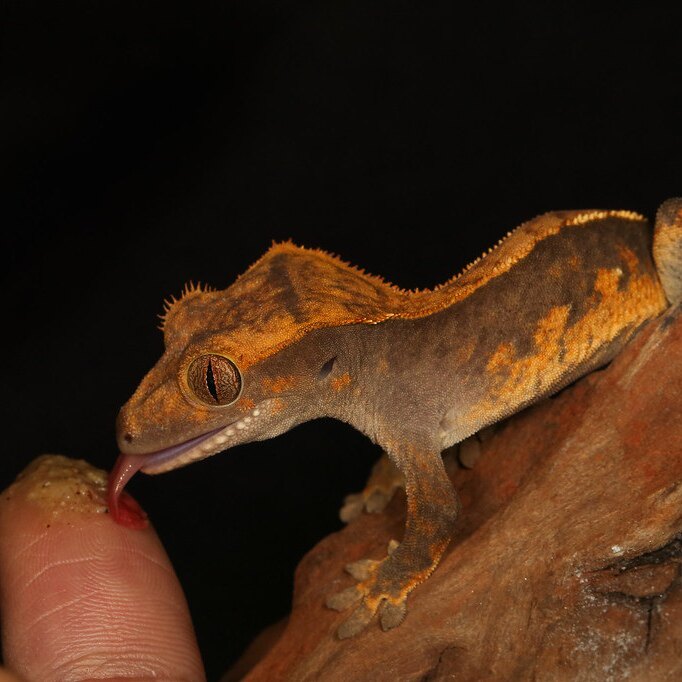 睫角守宫壁虎爬宠吃果泥豹纹守宫幼苗莉莉苗白睫角压成成体公母