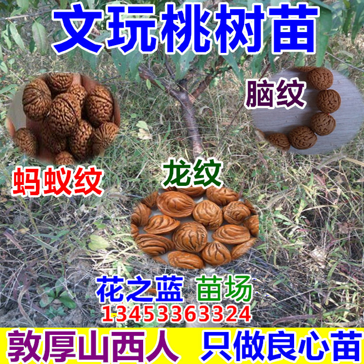 文玩桃树苗 蚂蚁纹桃树苗 龙纹桃树苗 脑纹桃树苗 桃核树苗 桃树